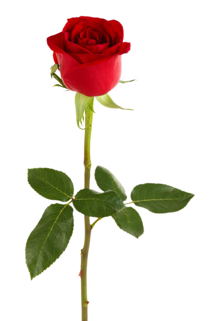 Jack Benny Single Rose for Widow