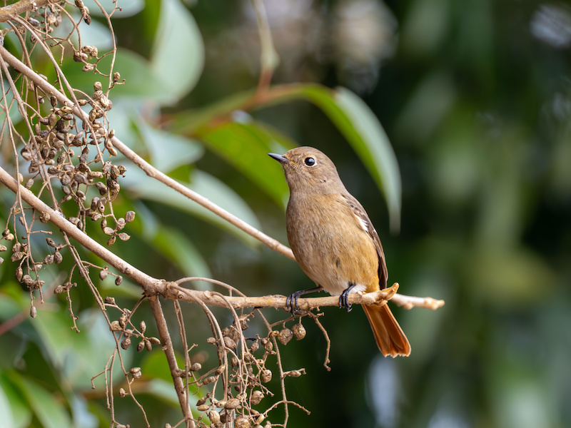 bird representing dementia stages