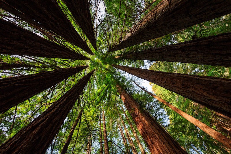 Looking up at the canopy of redwood trees, their massive trunks reaching towards the sky, creating a sense of awe and wonder in the forest.